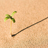 plant desert life